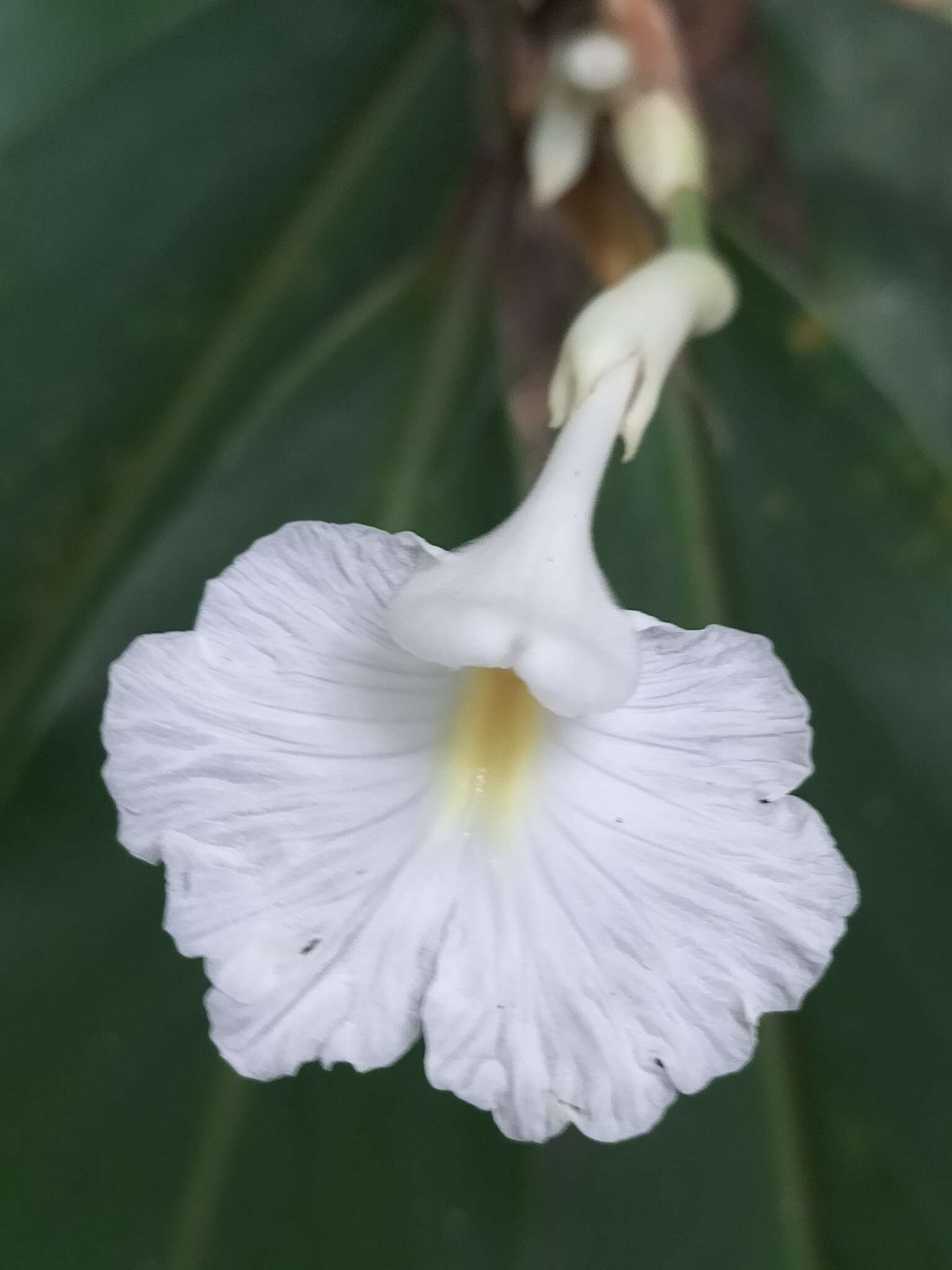 Image of Pleated ginger