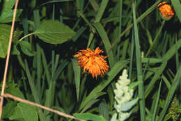 Image of orange agoseris