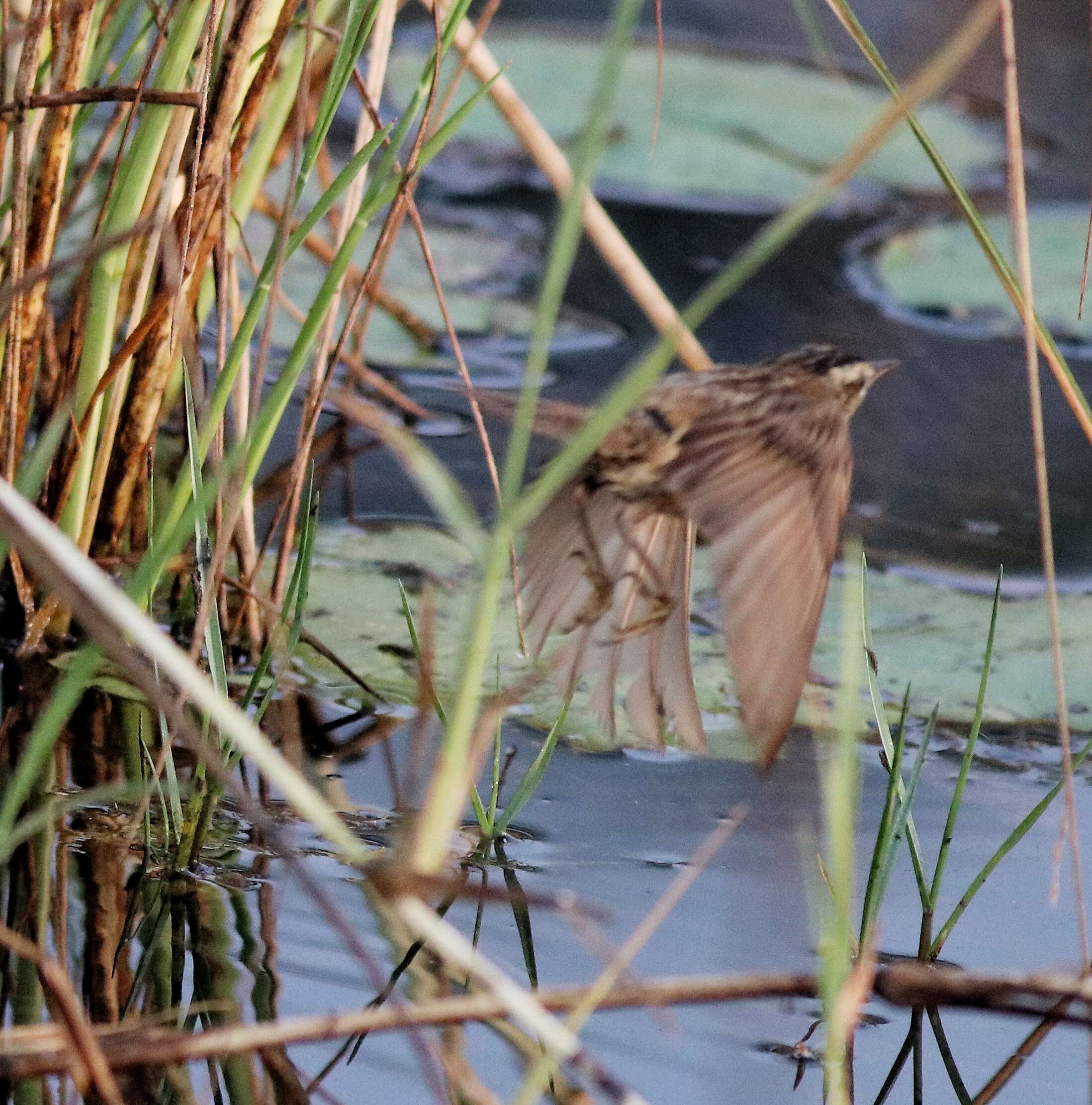 Image of Sedge Warbler