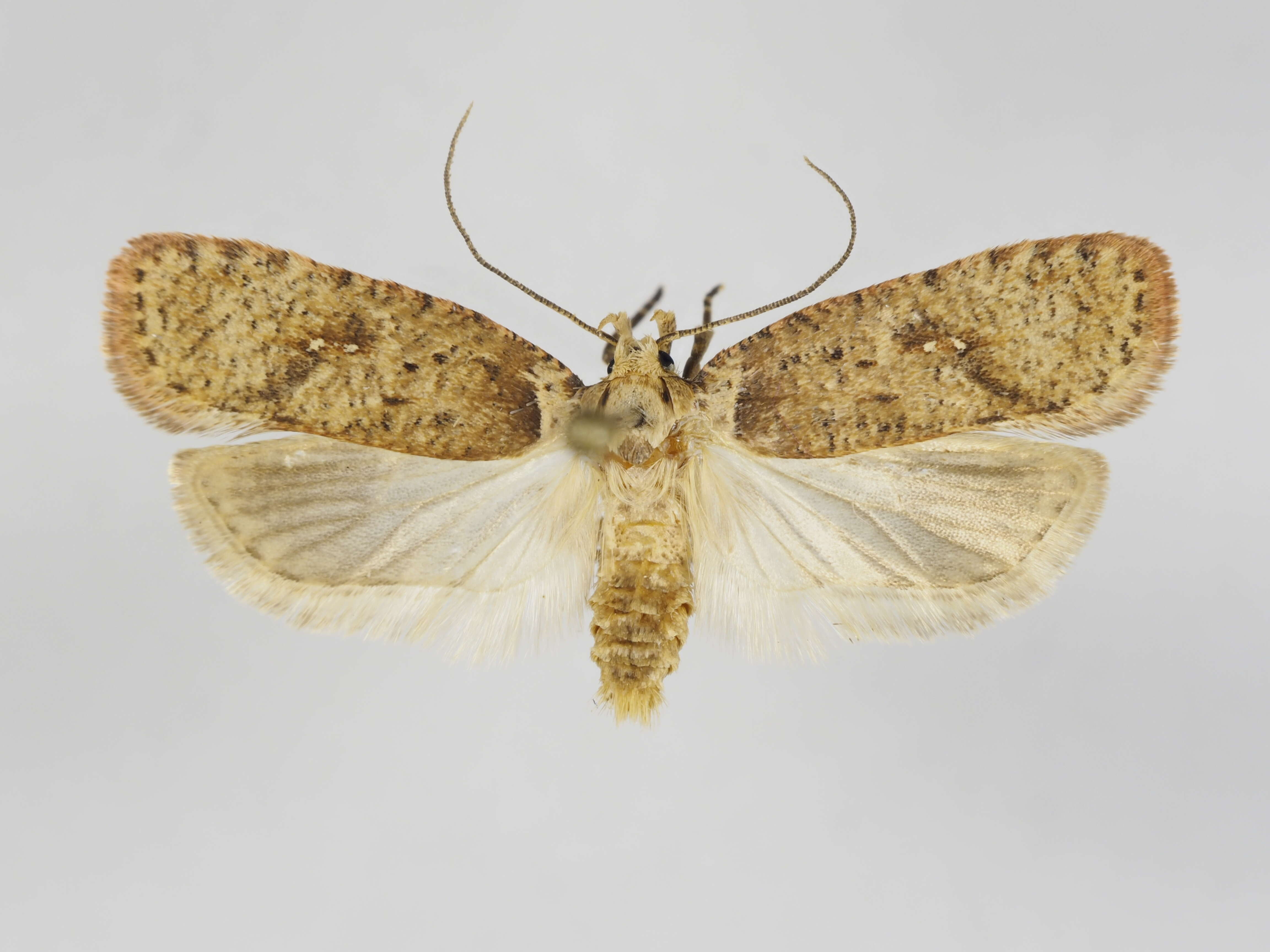 Image de Agonopterix astrantiae Heinemann 1870