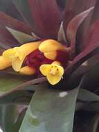 صورة Guzmania cerrohoyaensis H. Luther