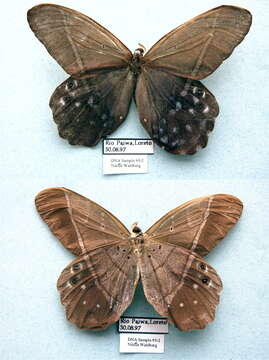 Image of Pierella lena Linnaeus 1767