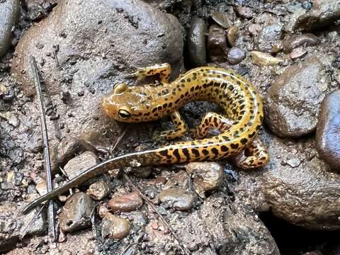 Image of Longtail Salamander