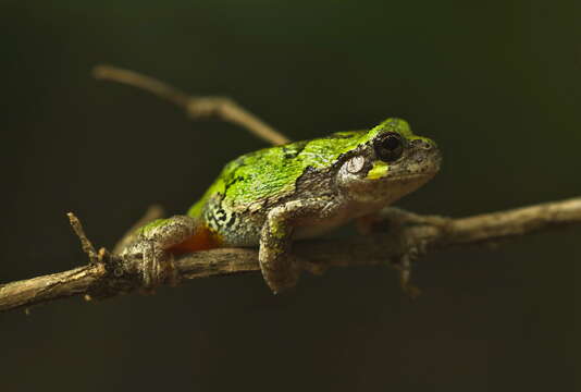 Image of Gray Treefrog