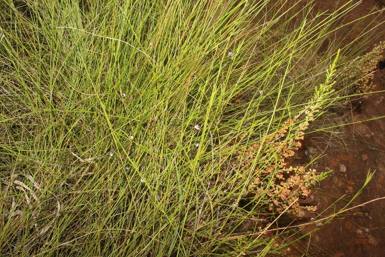 Image of Psoralea cataracta