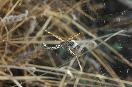 Image of Banded Argiope