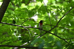 Image of Rose-breasted Grosbeak