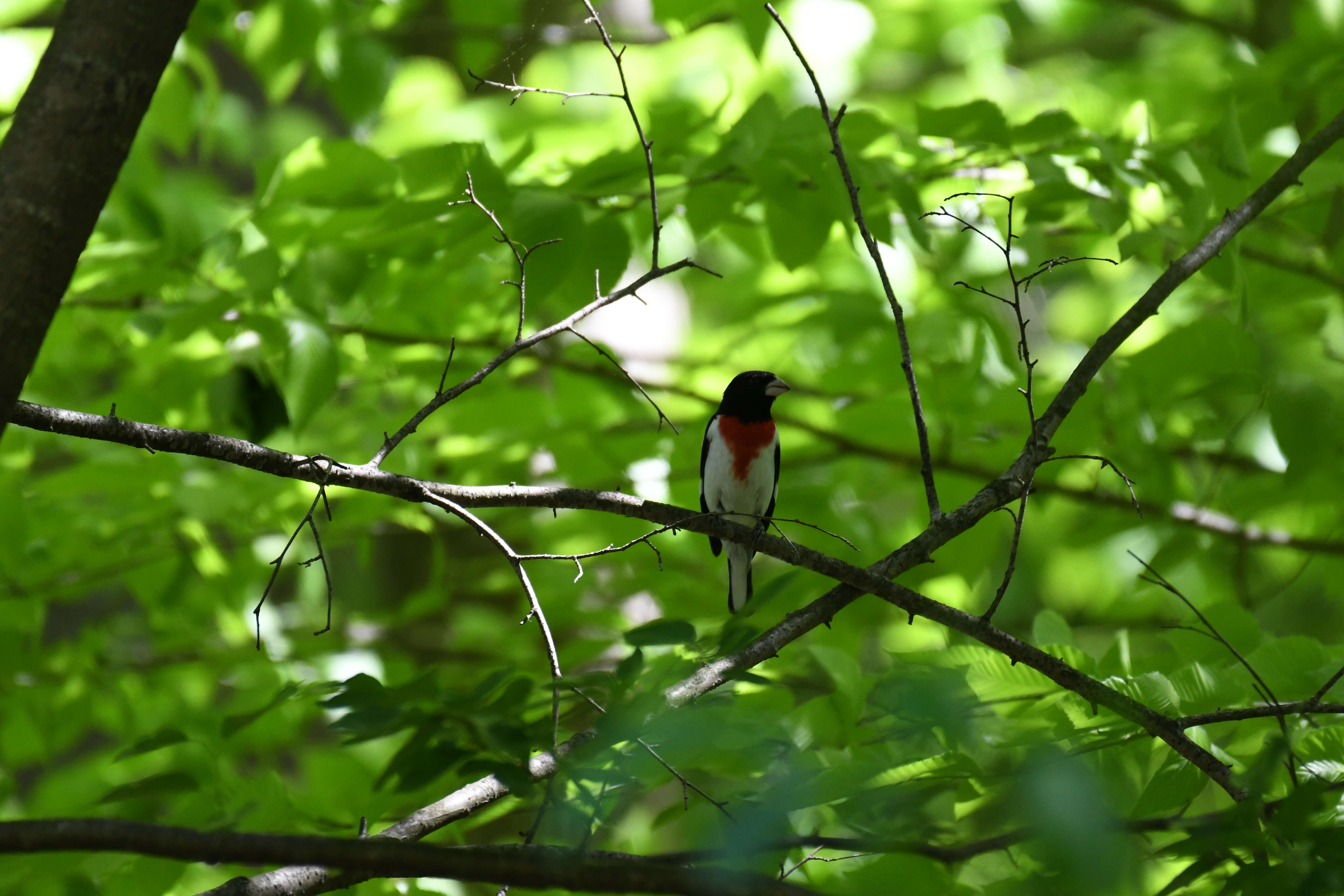 Image of Rose-breasted Grosbeak