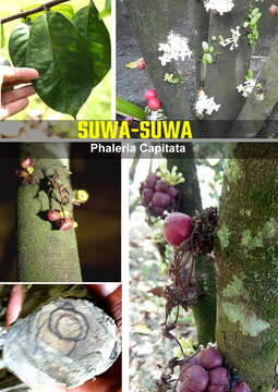 Image of Phaleria capitata Jack
