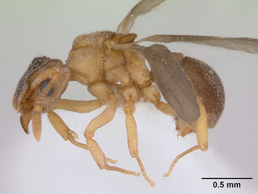 Image de Cyphomyrmex rimosus (Spinola 1851)