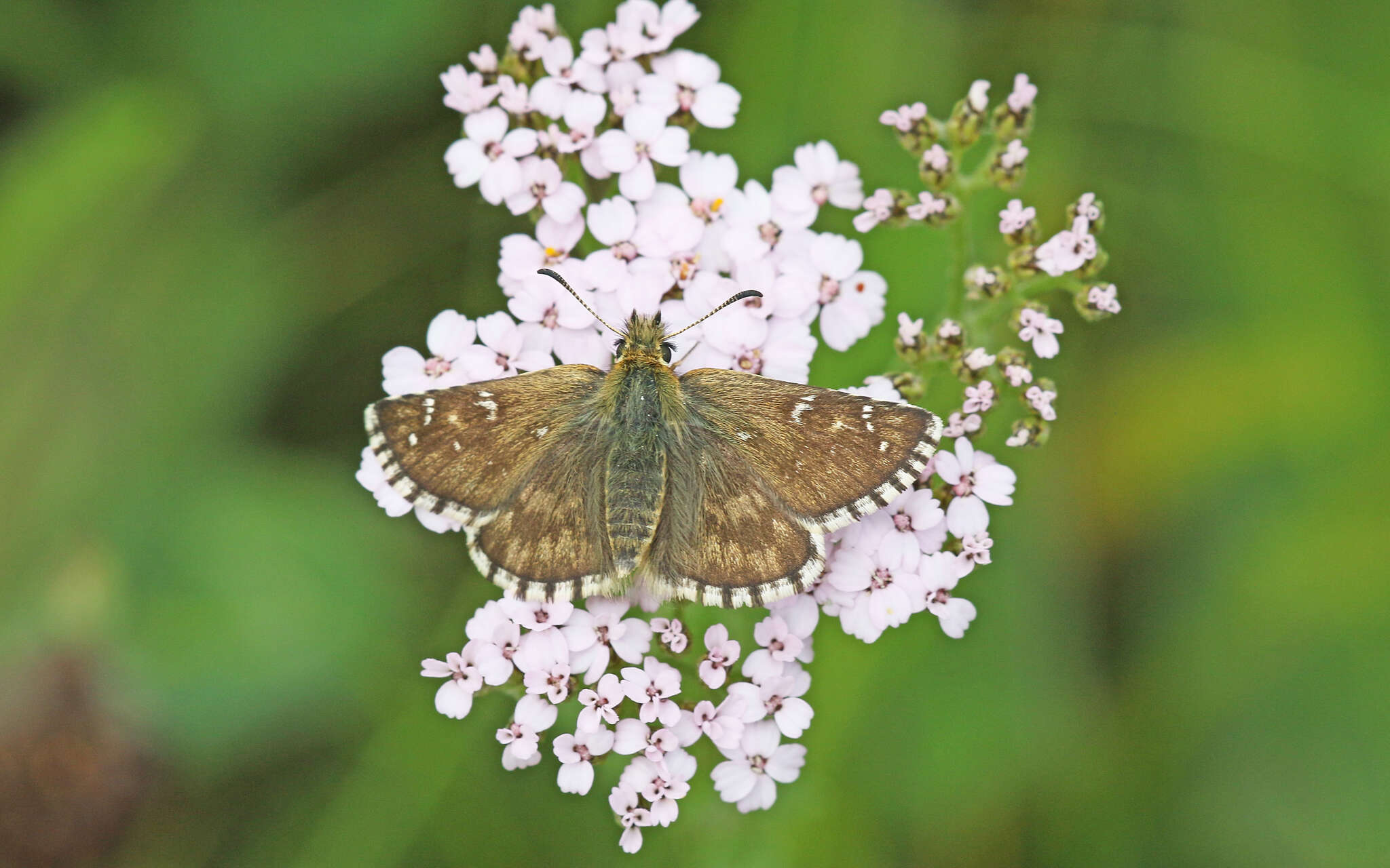 Image of Carline Skipper