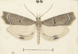 صورة Diplopseustis perieresalis Walker 1859