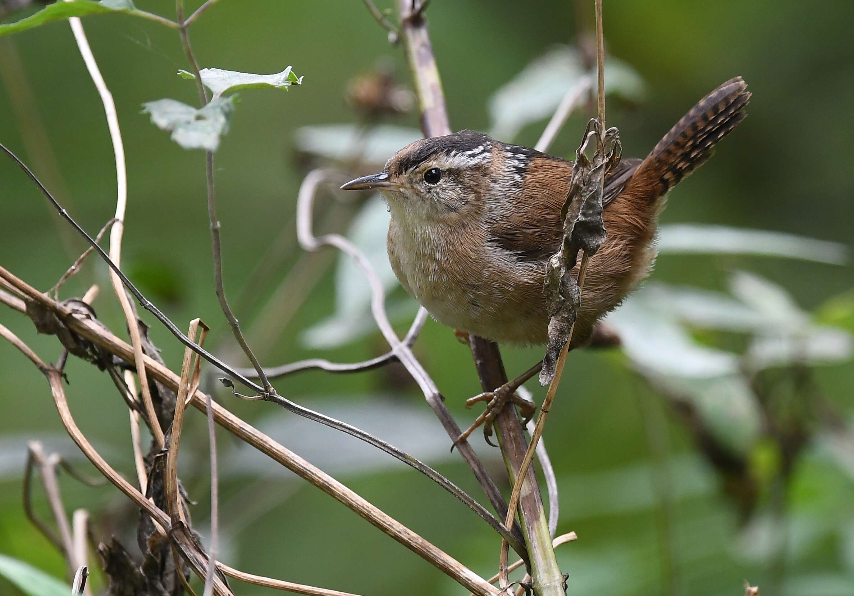 Image of Marsh Wren