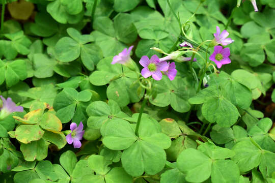 Imagem de Oxalis debilis Kunth