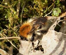 Image of Common carder bumblebee