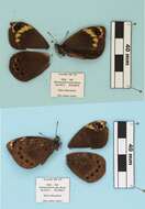 Imagem de Dira clytus Linnaeus 1764