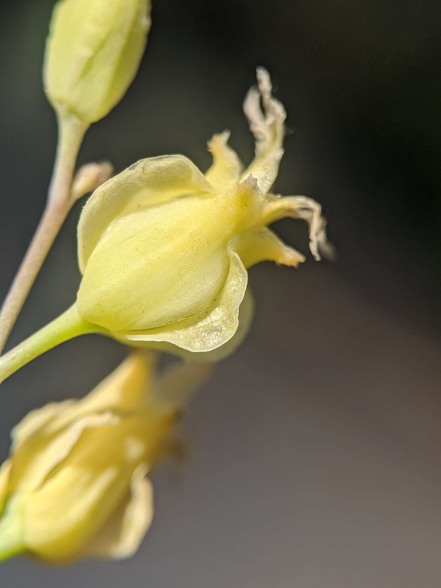 Слика од Streptanthus bernardinus (Greene) Parish