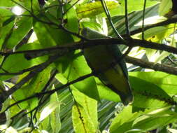 Image of Grey-green Fruit Dove