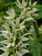 صورة Veratrum californicum Durand