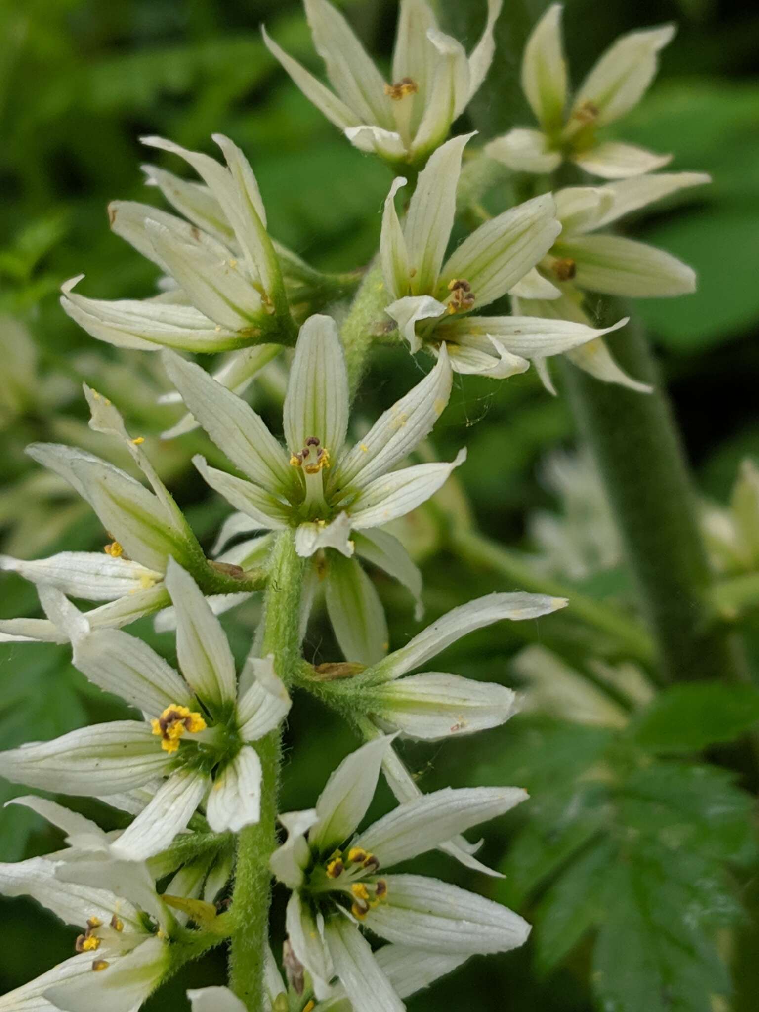 صورة Veratrum californicum Durand