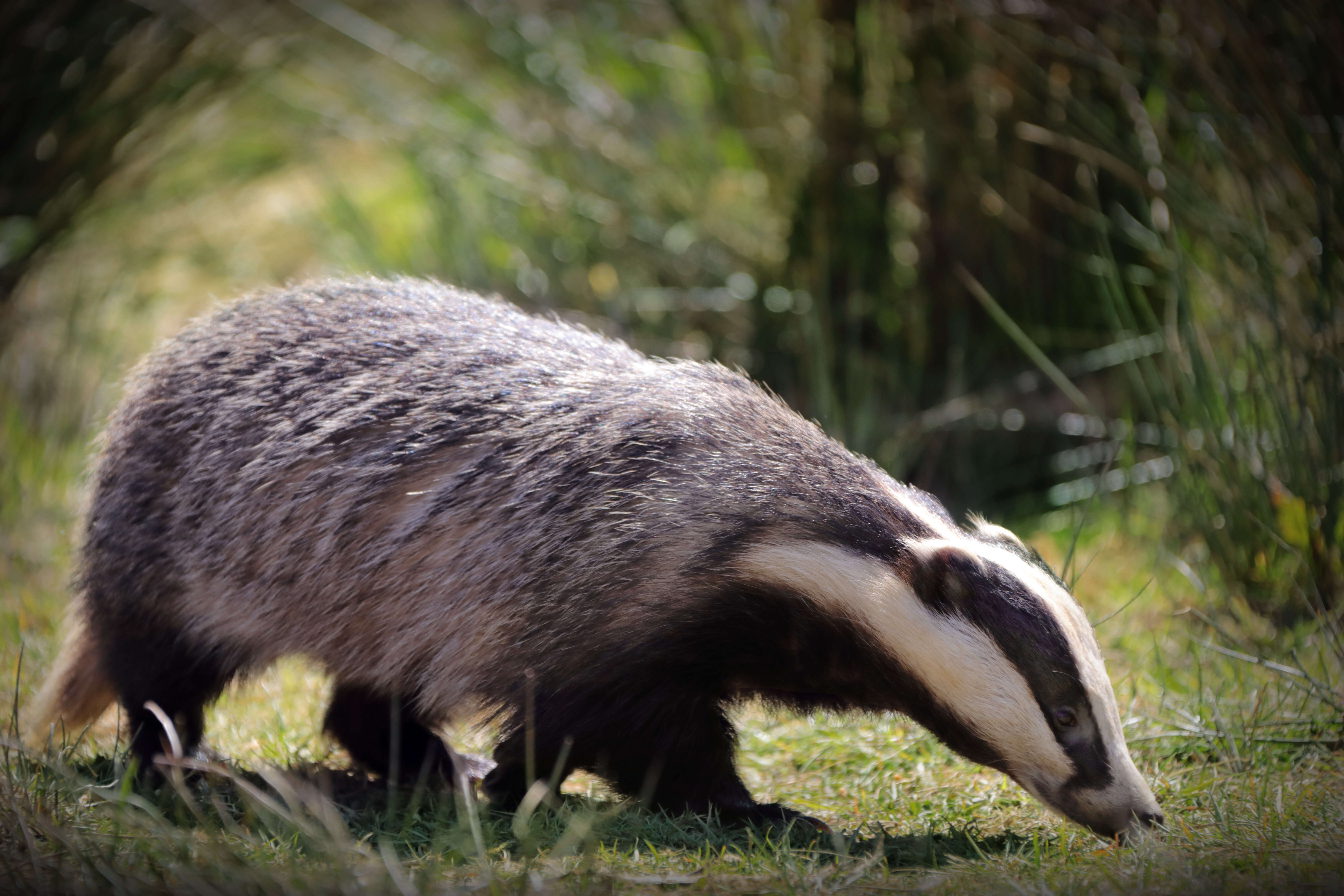 Image of badger