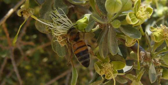 Image of Apis mellifera syriaca