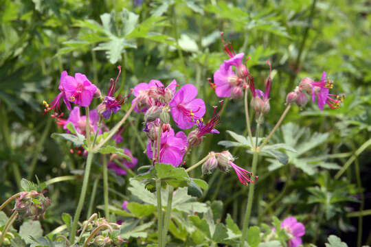 Image of <i>Geranium</i> × <i>cantabrigiense</i>