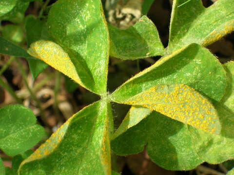 Слика од Puccinia oxalidis Dietel & Ellis 1895