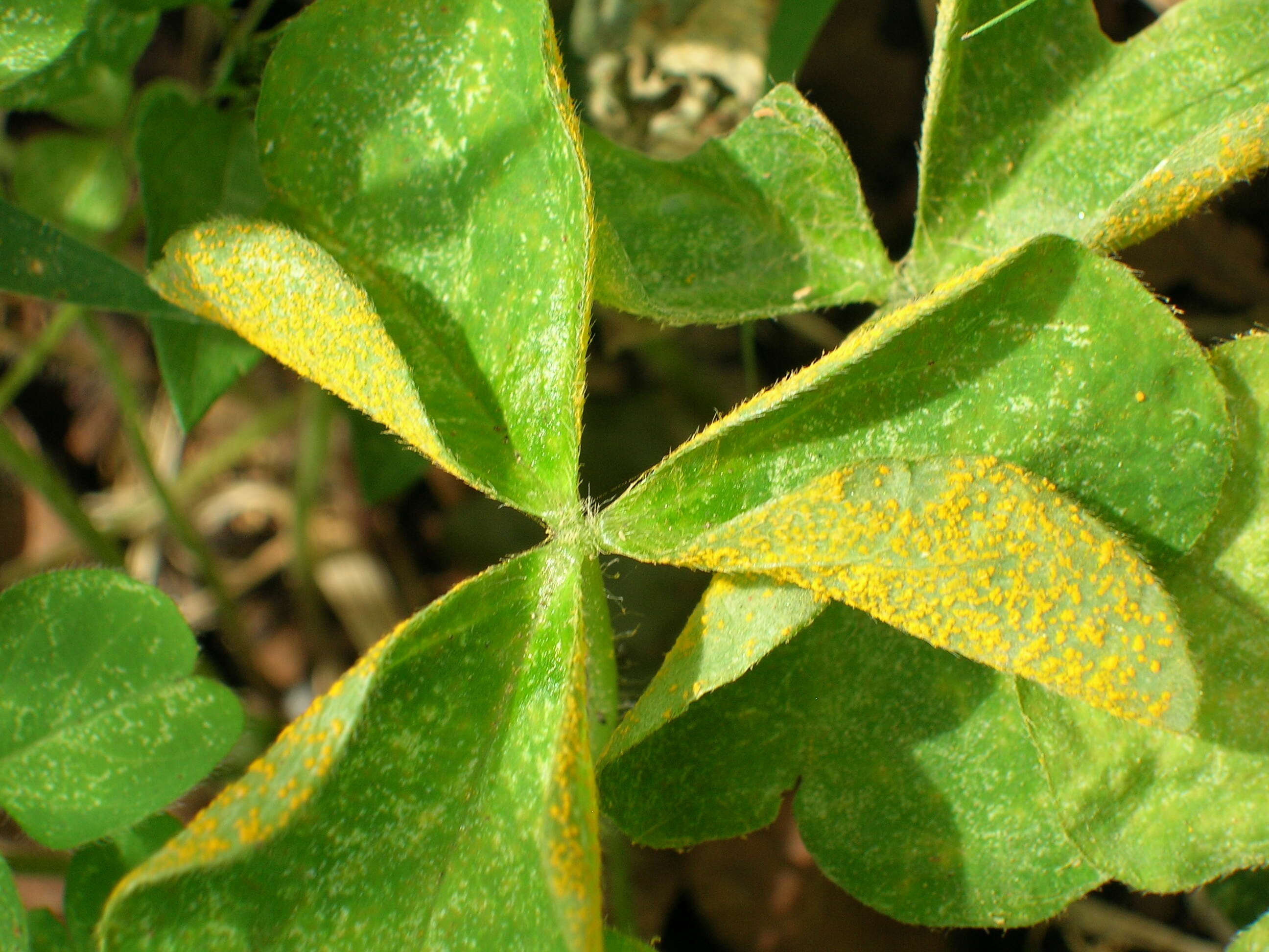 Image de Puccinia oxalidis Dietel & Ellis 1895