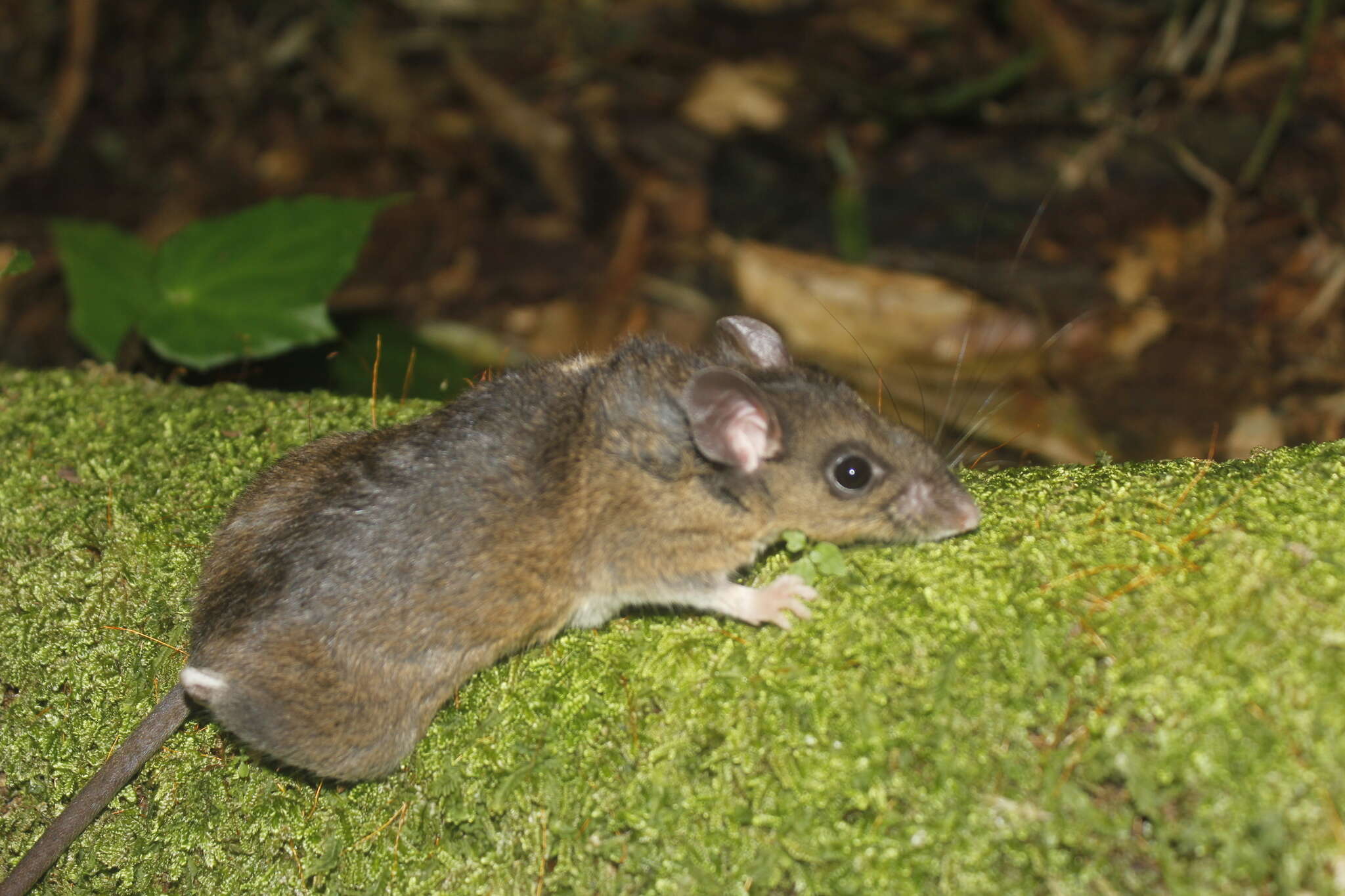 Image of Mexican Deer Mouse