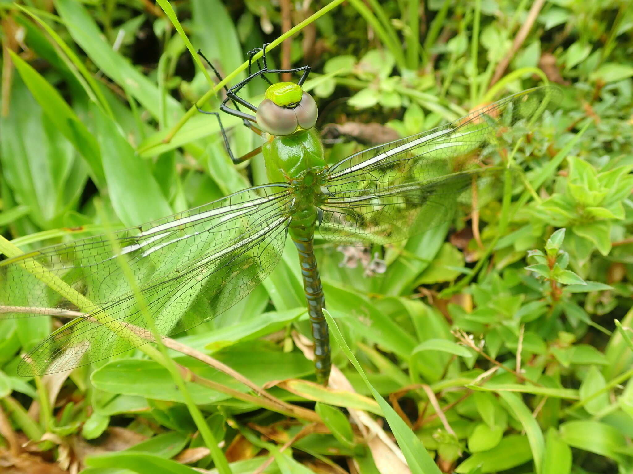 Image of Blue-spotted Comet Darner