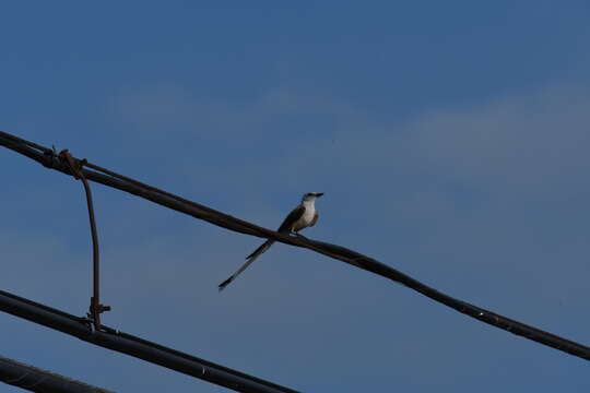 Image of Scissor-tailed Flycatcher