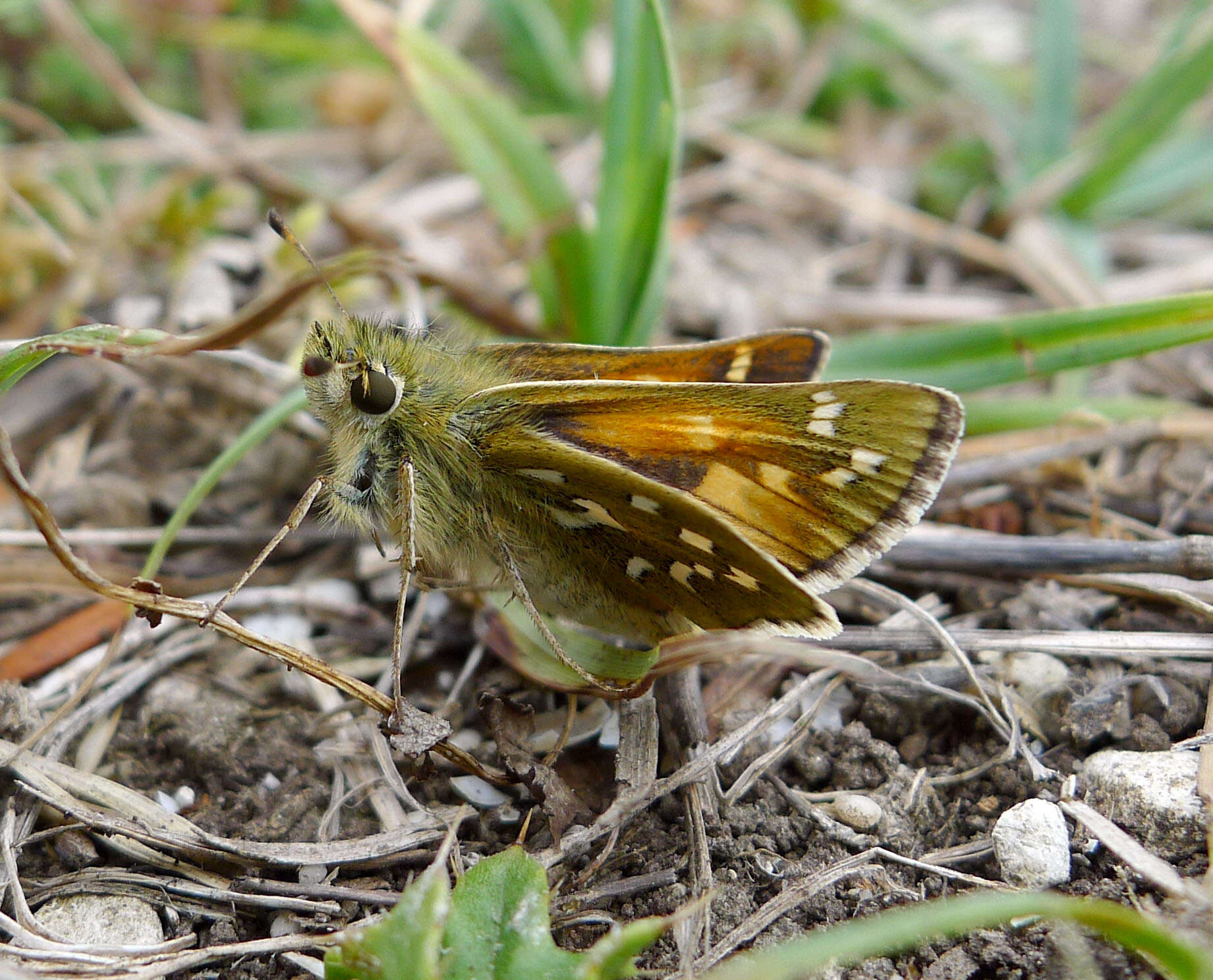 Image of Common Branded Skipper