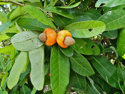 Image of Semecarpus australiensis Engl.