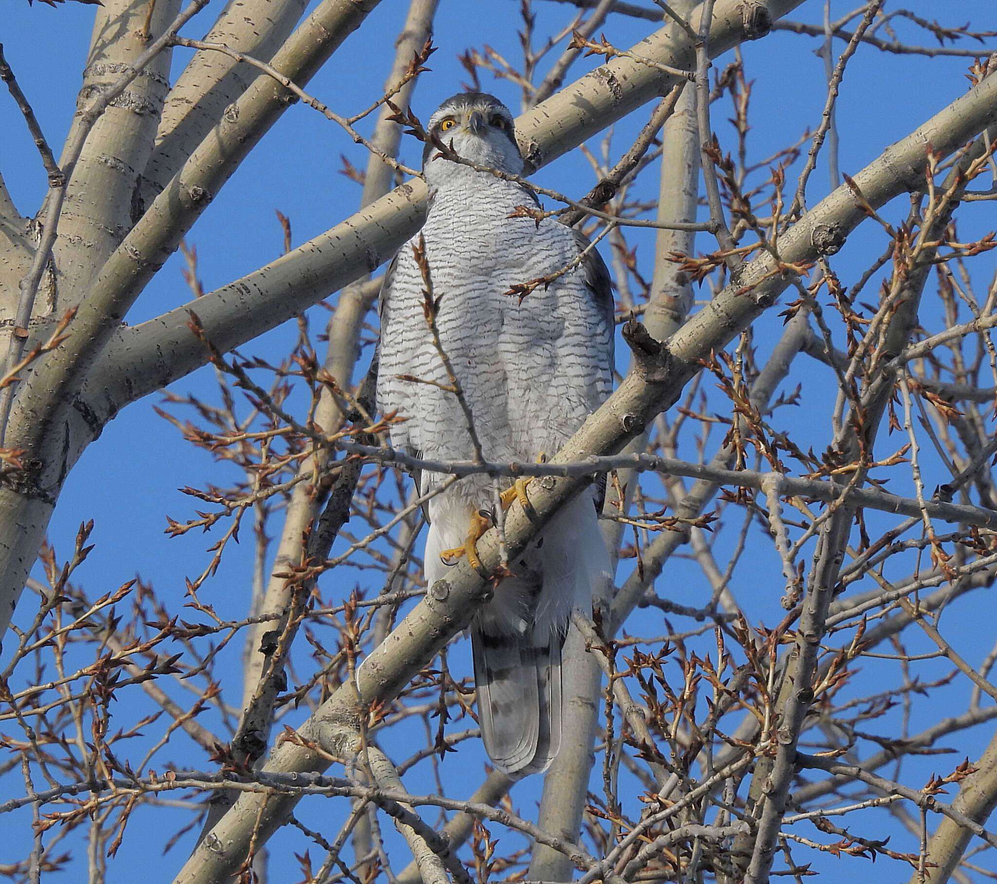 Image of Eurasian Goshawk