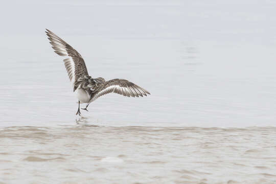 Image of Sanderling