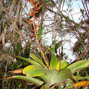 Image of Guzmania undulatobracteata (Rauh) Rauh