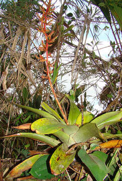 Image of Guzmania undulatobracteata (Rauh) Rauh