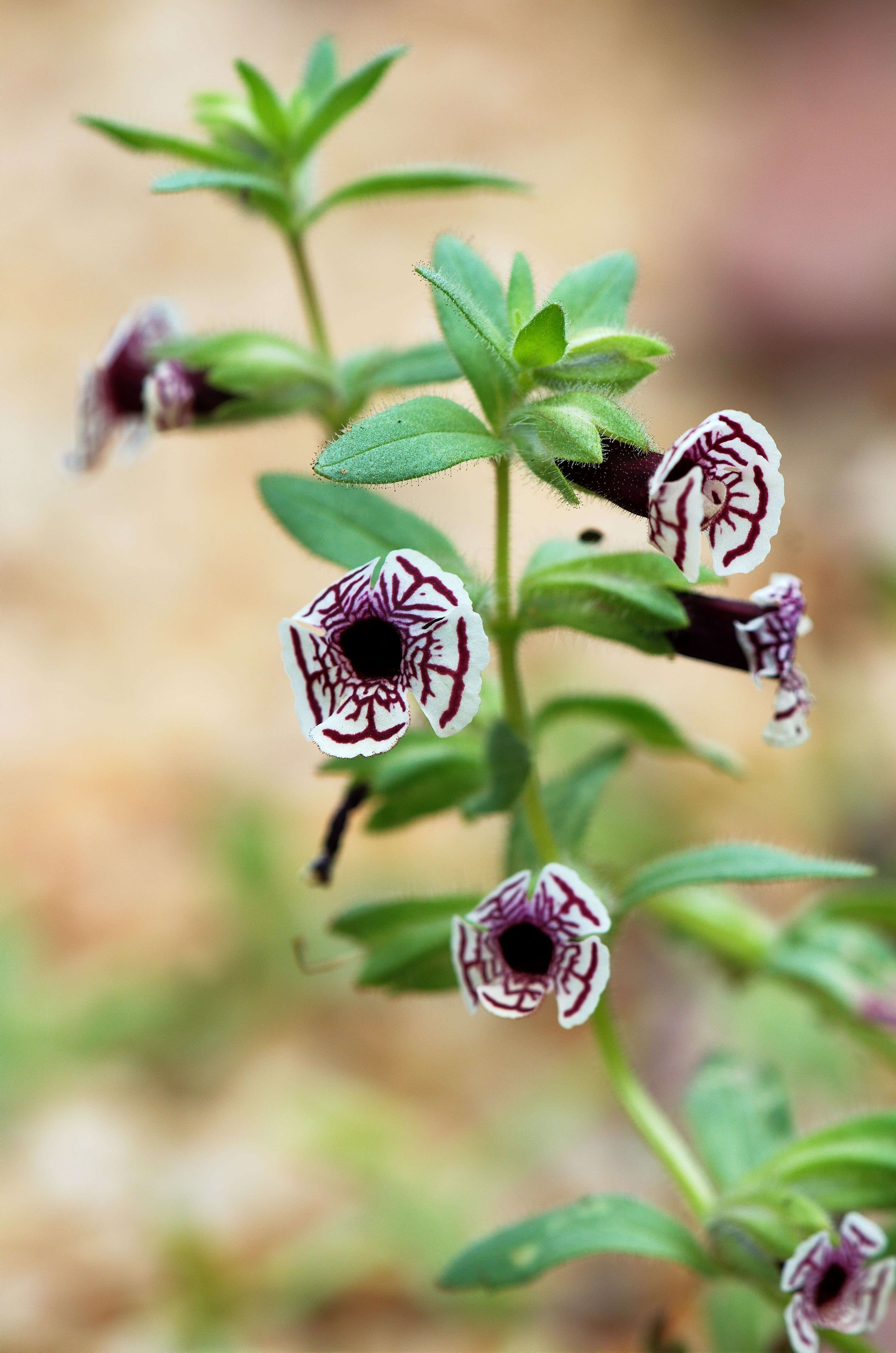 Image of calico monkeyflower