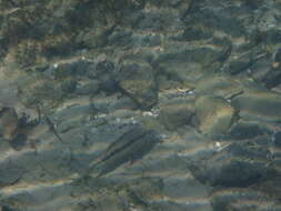 Image of Black-striped goatfish