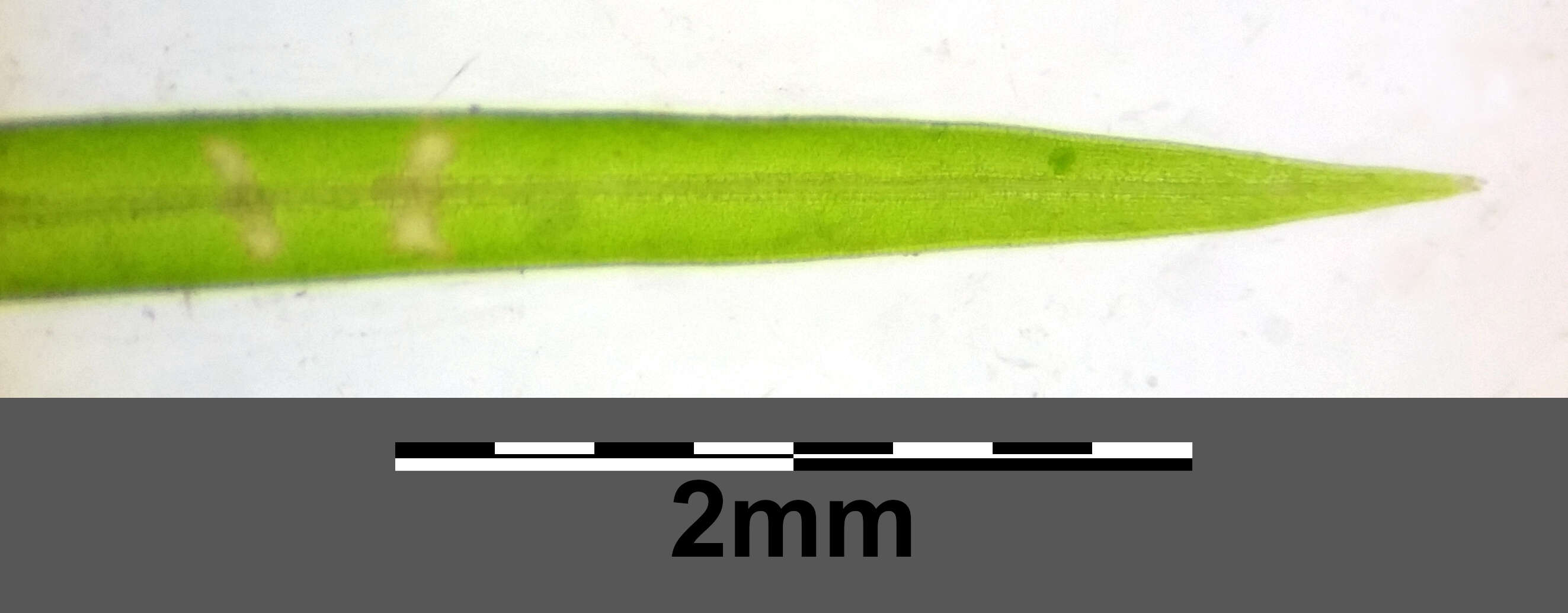 Слика од Potamogeton trichoides Cham. & Schltdl.