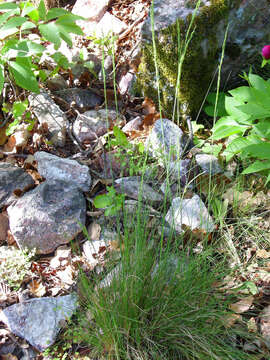 Image of Festuca elegans Boiss.