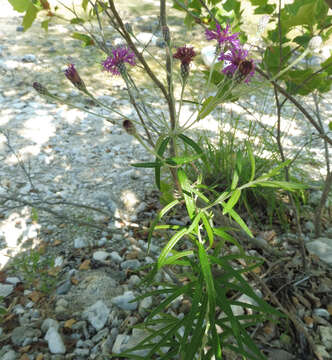 Image of woolly ironweed