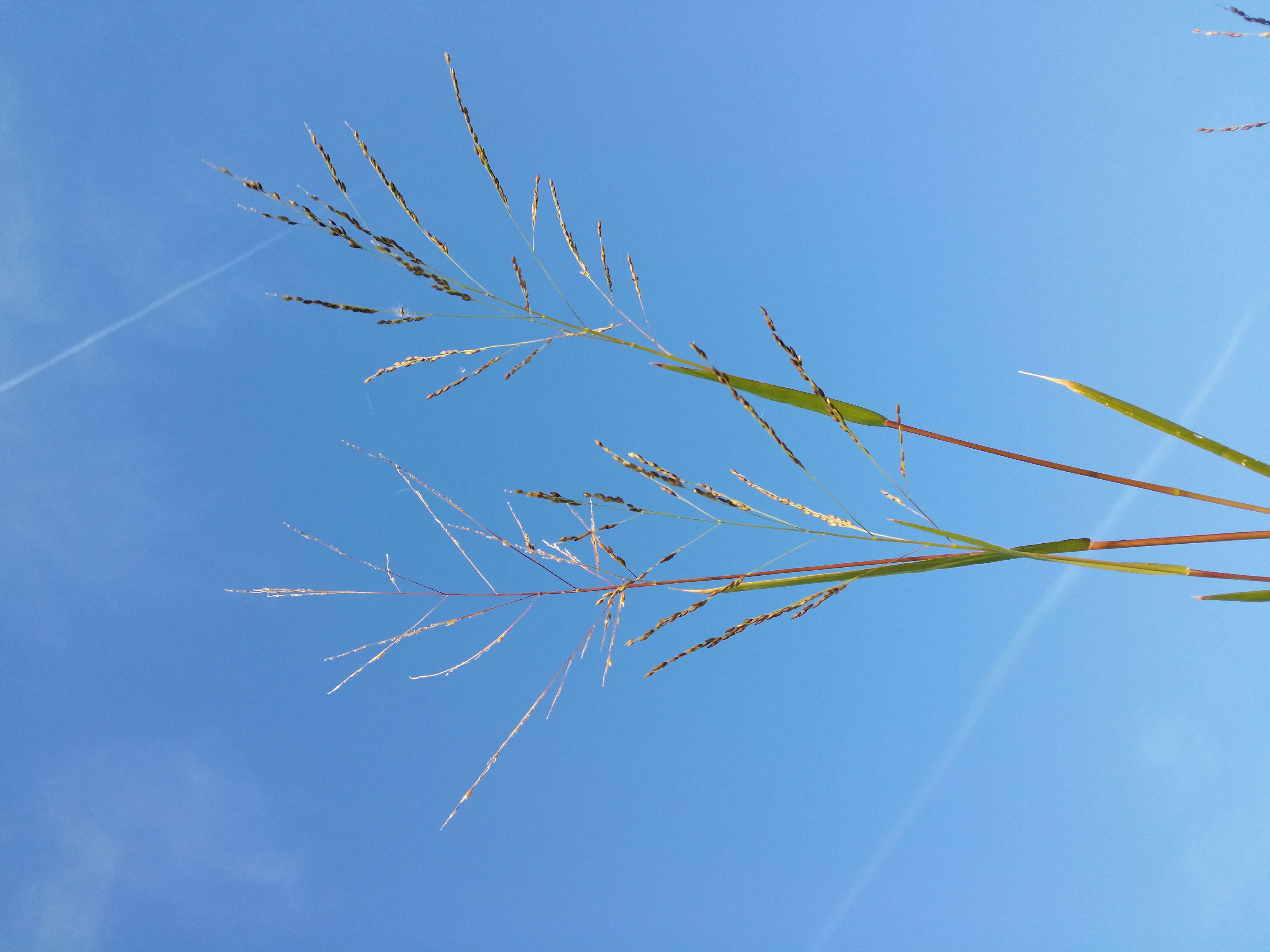 Panicum dichotomiflorum Michx. resmi