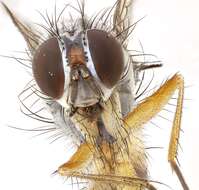 Image of root-maggot flies