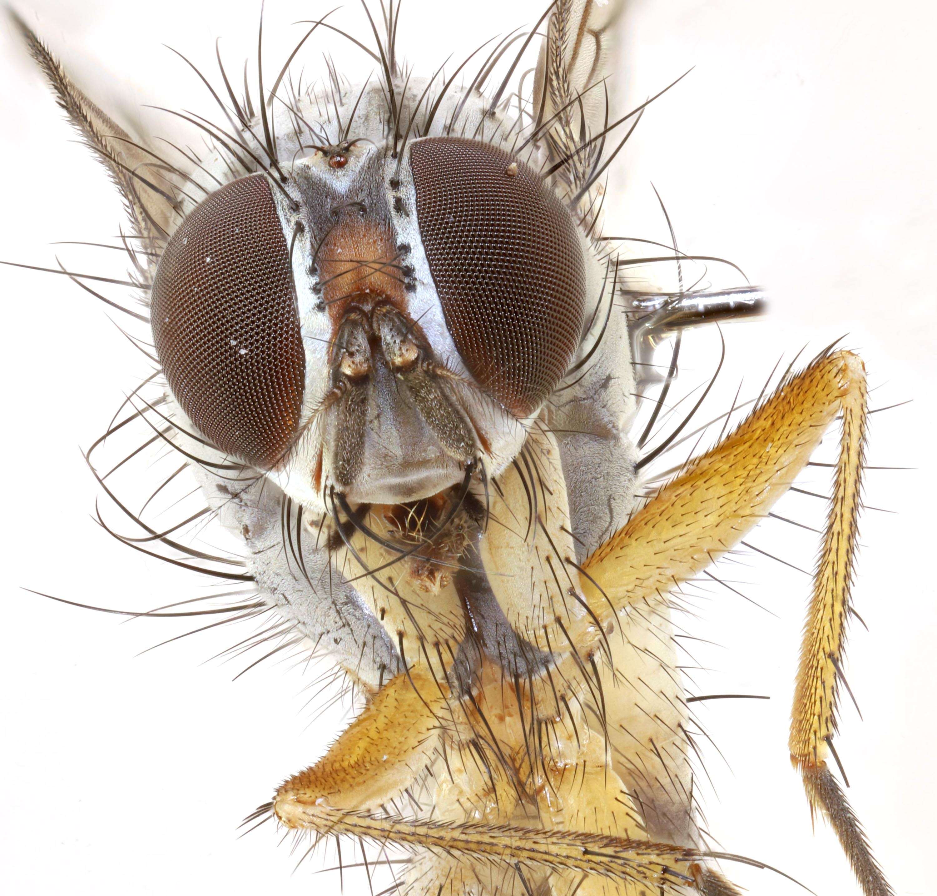 Image of root-maggot flies