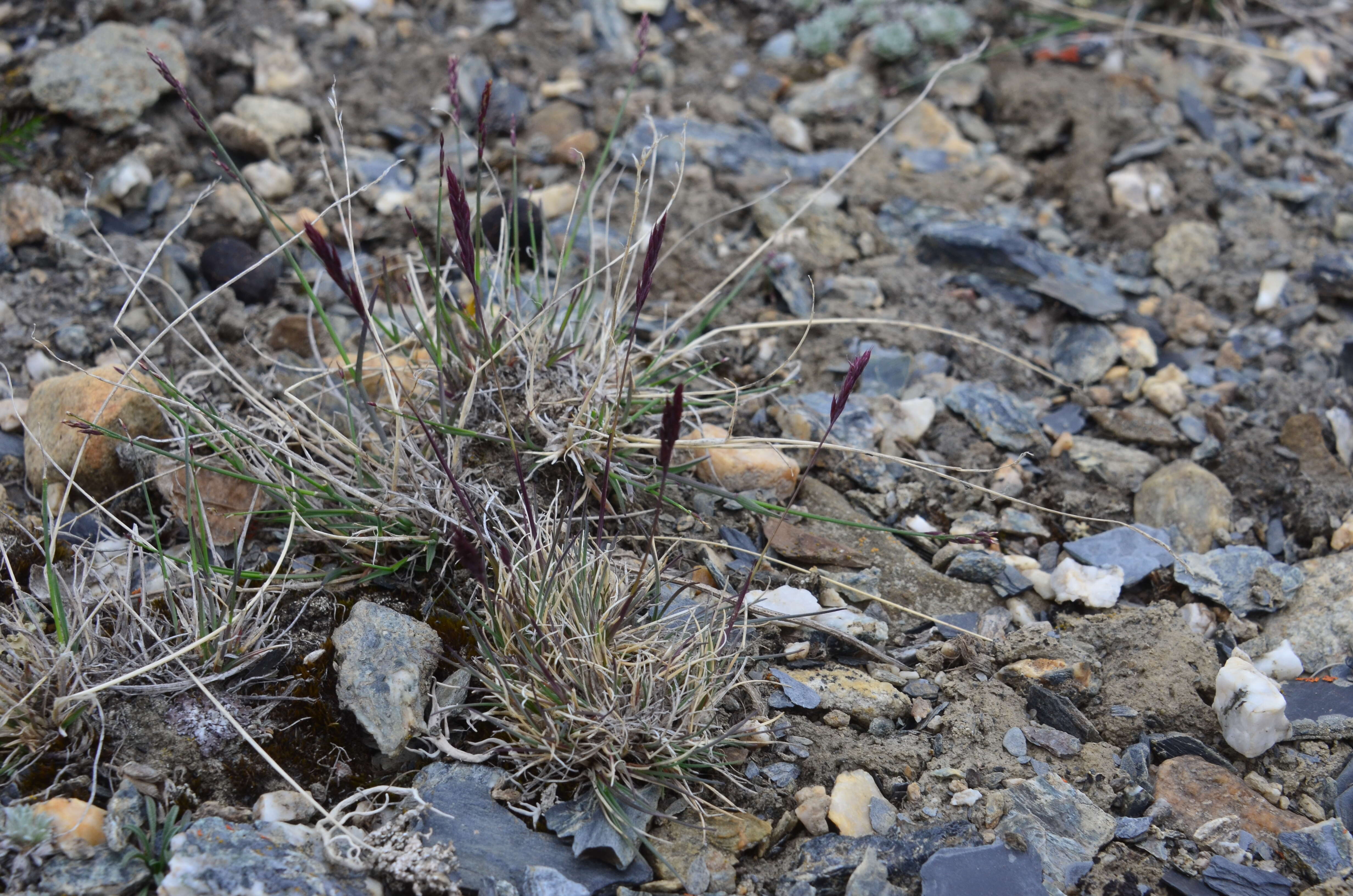 Image of Baffin fescue