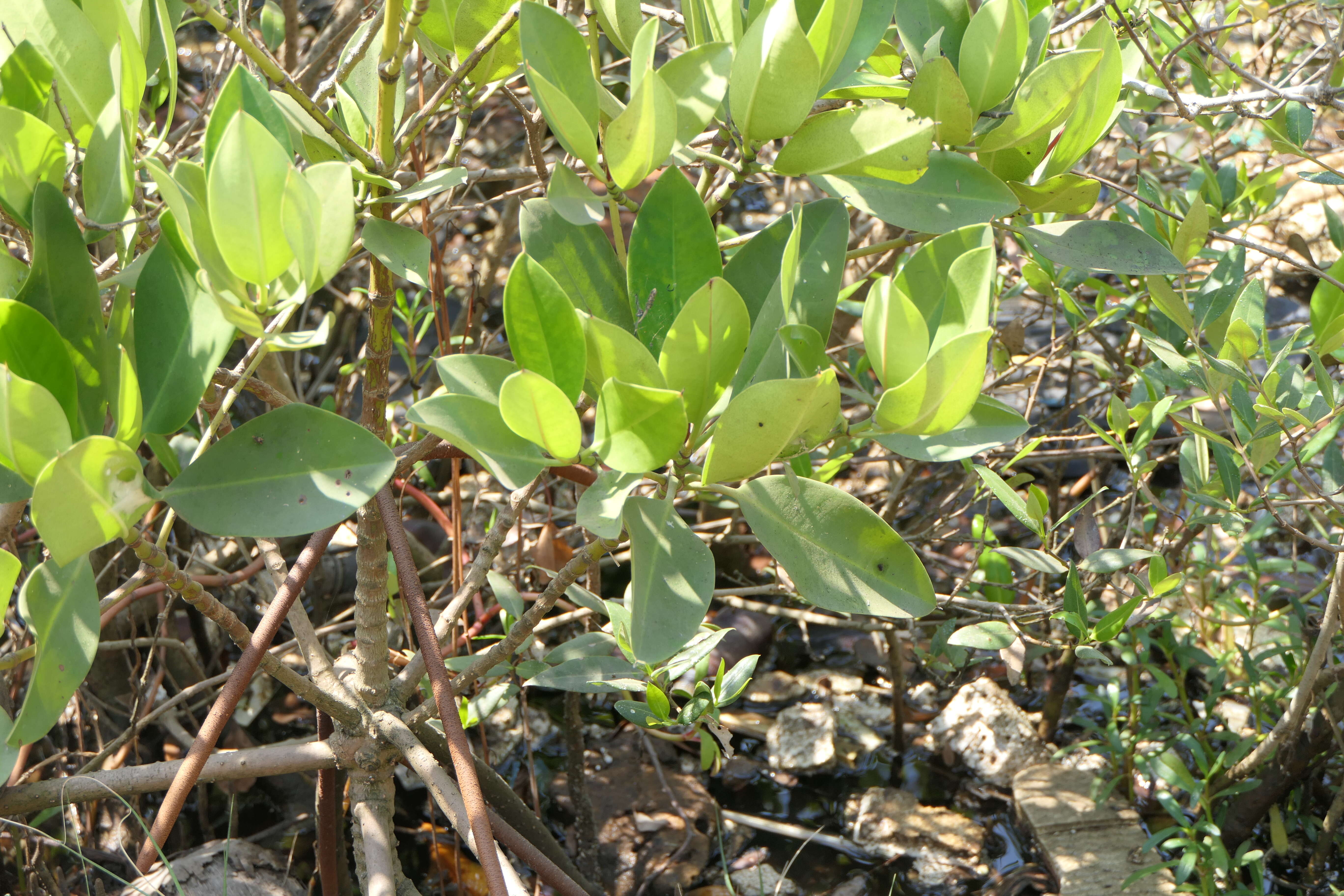 Image of Mangrove