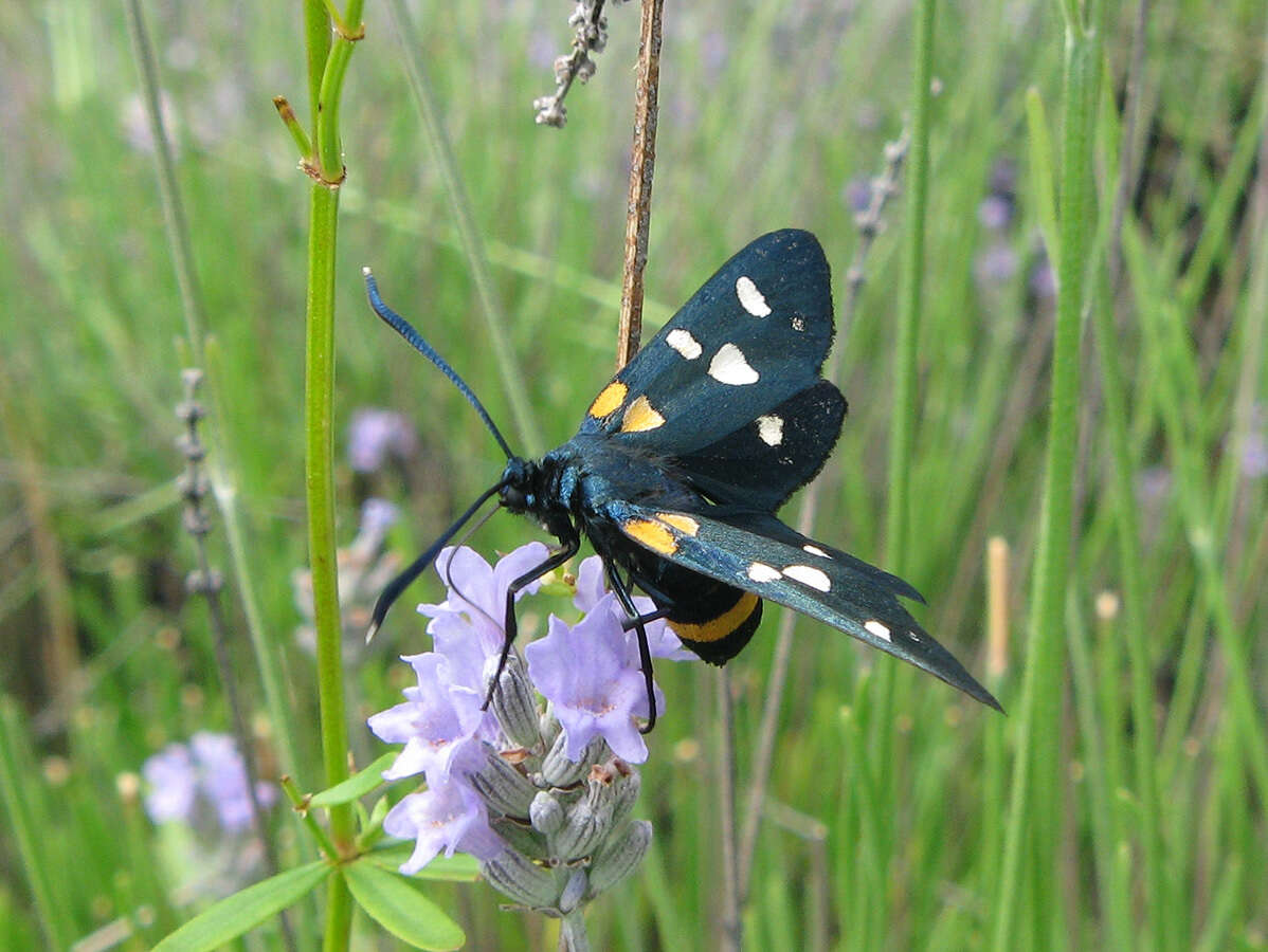 Image of Zygaena ephialtes Linnaeus 1767