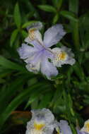 Image of Iris formosana Ohwi